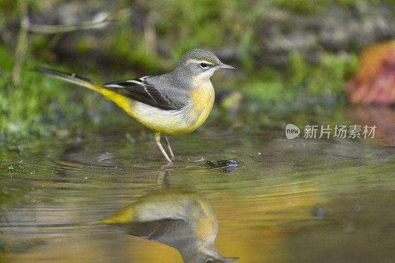 灰鹡鸰(Motacilla cinerea)